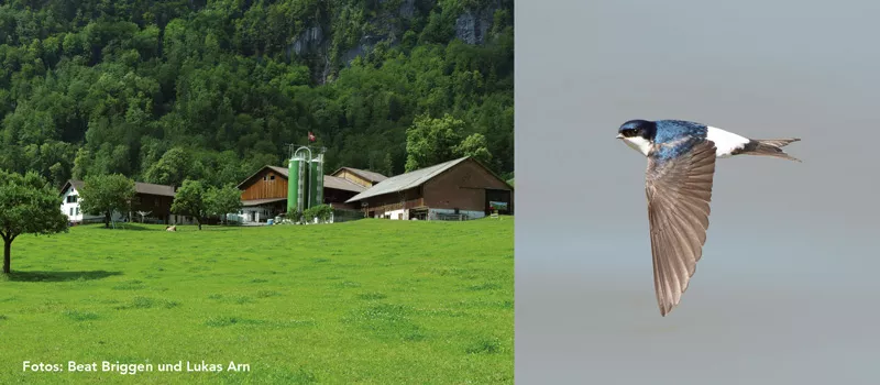 schwalben-schwatz-birdlife-glarnerland